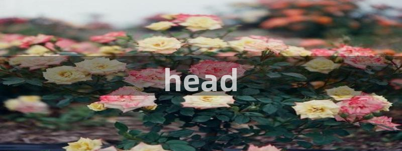 韩漫大全在线看：head